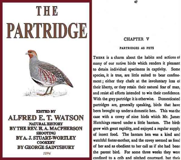 The partridge