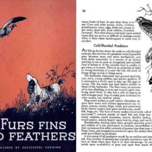 Furs, Fins and Feathers 1934